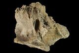 Dinosaur Braincase Section - Alberta (Disposition #-) #132028-5